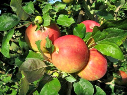 Ябълка сорт Мелроуз - Melrose