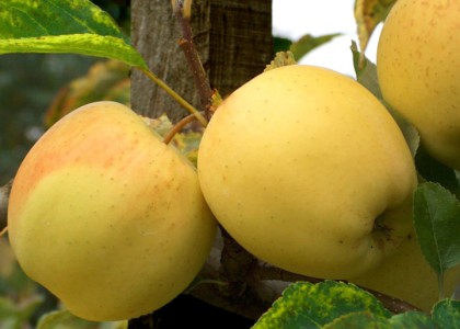 Ябълка сорт Златна превъзходна – Golden Delicious
