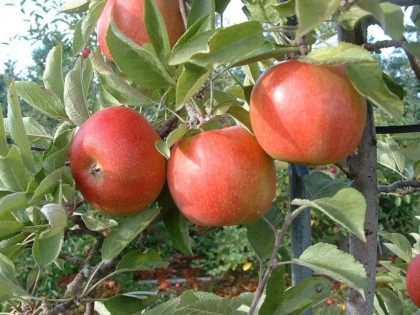 Ябълка сорт Бребърн - Braeburn Schneider